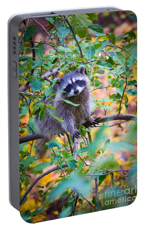 America Portable Battery Charger featuring the photograph Raccoon by Inge Johnsson