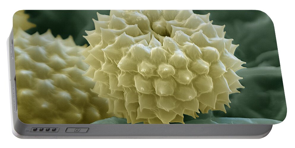 Allergen Portable Battery Charger featuring the photograph Ragweed Pollen by Eye of Science