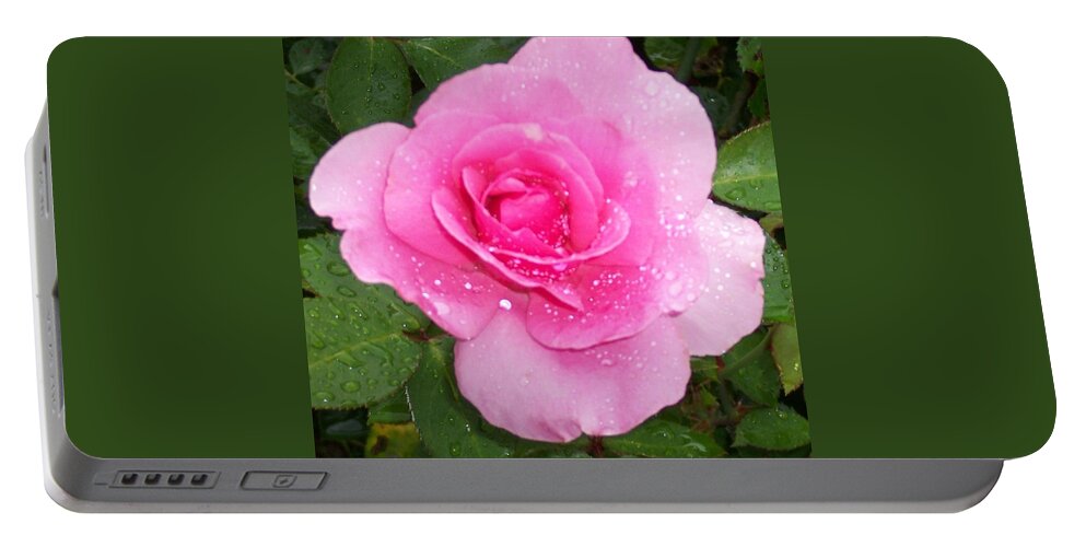 Roses Portable Battery Charger featuring the photograph Rain Kissed Rose by Catherine Gagne