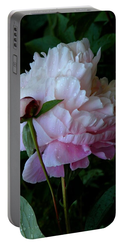 Peony Portable Battery Charger featuring the photograph Rain-soaked Peonies by Rona Black