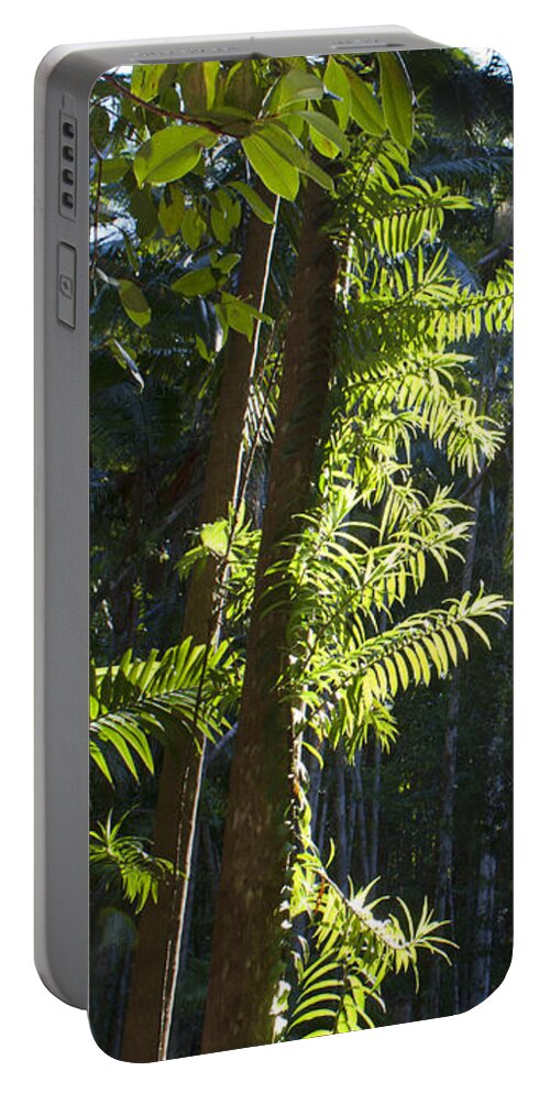 Trees Portable Battery Charger featuring the photograph Reach by Linda Lees