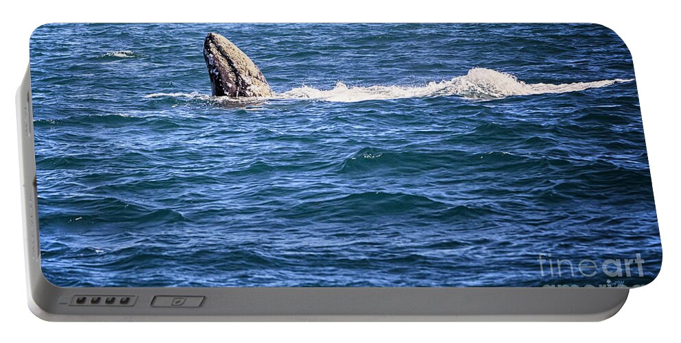 Gray Whale Portable Battery Charger featuring the photograph Reaching Up by David Millenheft