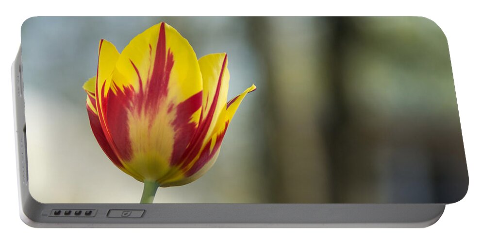 Tulip Portable Battery Charger featuring the photograph Red and Yellow Tulip on Blurred Background by Photographic Arts And Design Studio