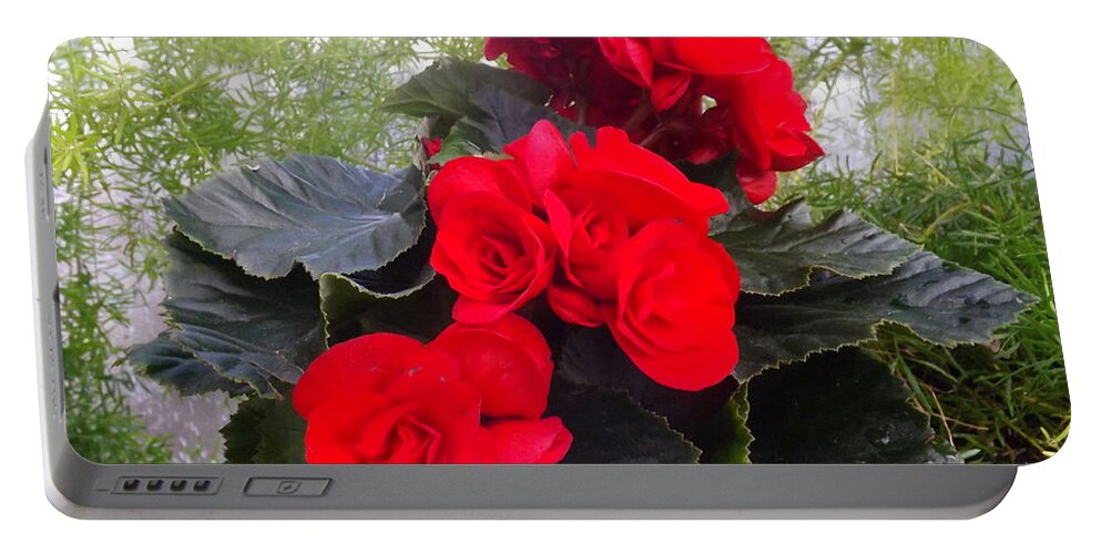 Floral Portable Battery Charger featuring the photograph Red Begonia Bouquets by Lingfai Leung