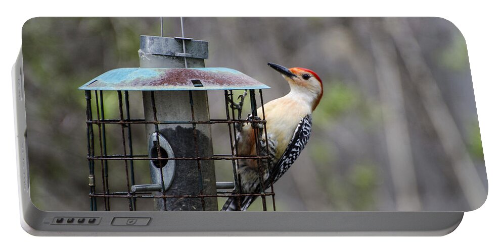 Red Bellied Woodpecker Portable Battery Charger featuring the photograph Red Bellied Woodpecker by Judy Wolinsky