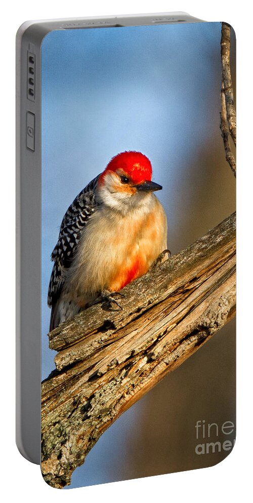 Award Winning Portable Battery Charger featuring the photograph Red-bellied Woodpecker by Ronald Lutz
