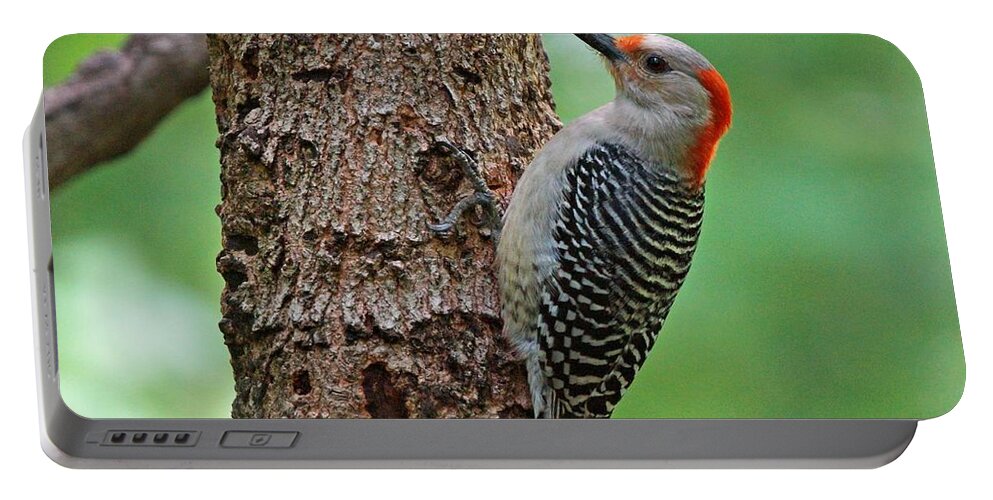 Red Bellied Woodpecker Portable Battery Charger featuring the photograph Red Bellied Woodpecker by Sandy Keeton