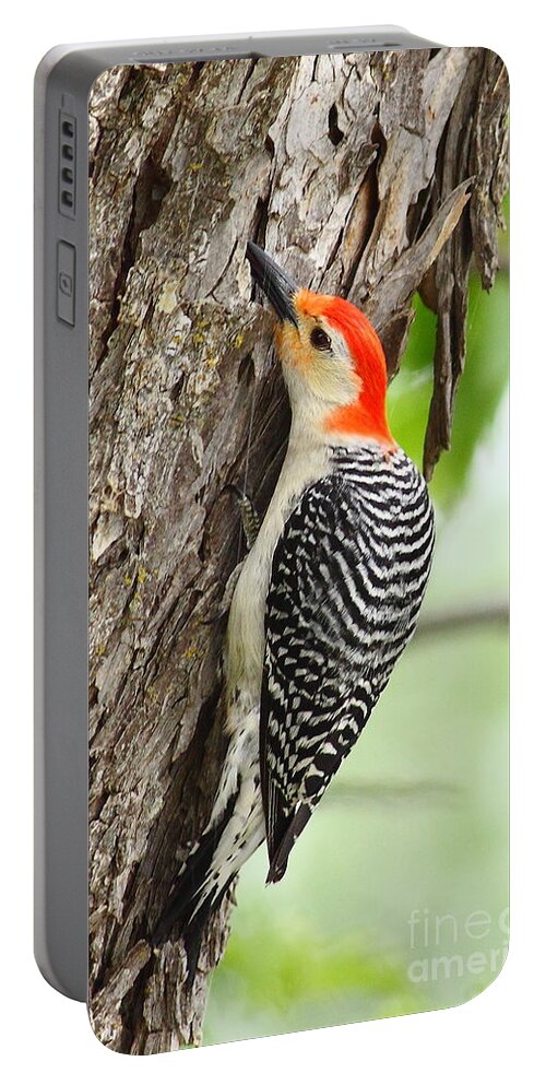 Portable Battery Charger featuring the photograph Red-Belly Grubbin' by Robert Frederick
