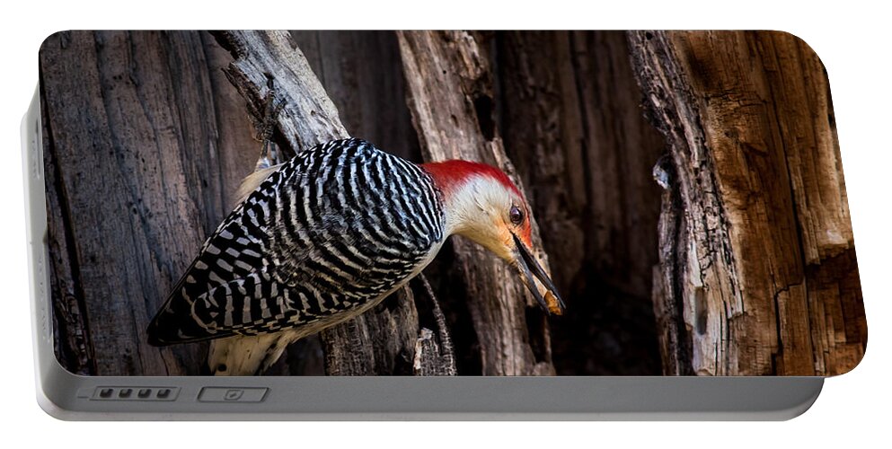 Wildlife Portable Battery Charger featuring the photograph Red Belly With Nut by Robert Frederick