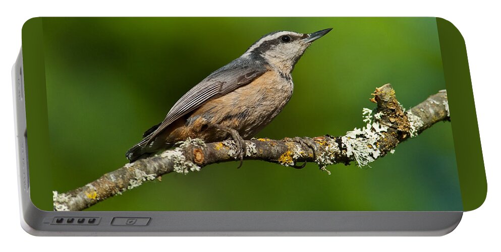 Animal Portable Battery Charger featuring the photograph Red Breasted Nuthatch in a Tree by Jeff Goulden