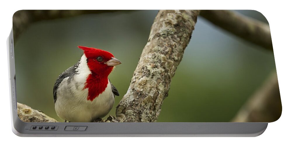 Red Crested Cardinal Portable Battery Charger featuring the photograph Red Crested Cardinal by Belinda Greb