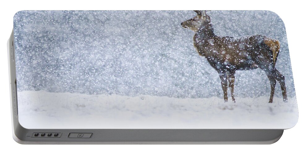 Nis Portable Battery Charger featuring the photograph Red Deer Stag In Snowfall Derbyshire Uk by James Shooter