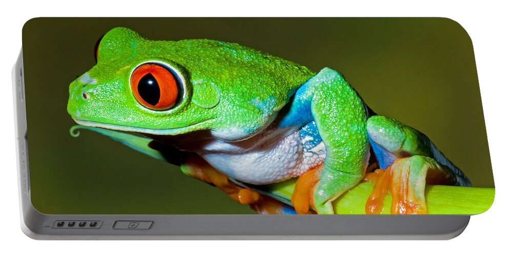 Nature Portable Battery Charger featuring the photograph Red Eye Tree Frog by Millard H Sharp