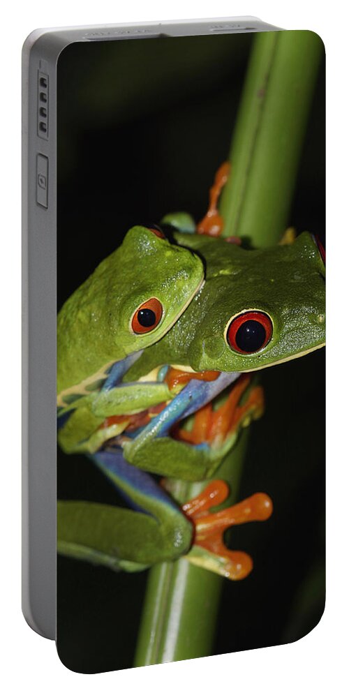 Feb0514 Portable Battery Charger featuring the photograph Red-eyed Tree Frogs Mating Costa Rica by Hiroya Minakuchi