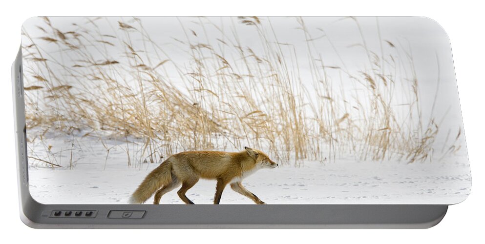 Flpa Portable Battery Charger featuring the photograph Red Fox And Reeds In Snow Hokkaido by Dickie Duckett