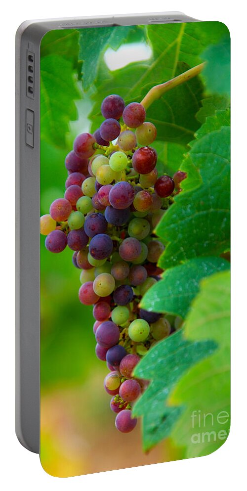Bordeaux Portable Battery Charger featuring the photograph Red Grapes by Hannes Cmarits