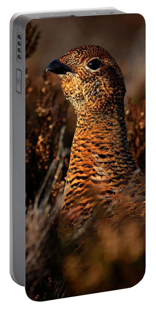 Red Grouse Portable Battery Charger featuring the photograph Red Grouse by Gavin Macrae