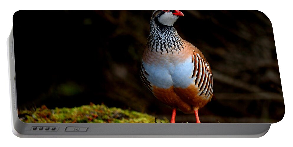 Red-legged Partridge Portable Battery Charger featuring the photograph Red-legged Partridge by Gavin Macrae