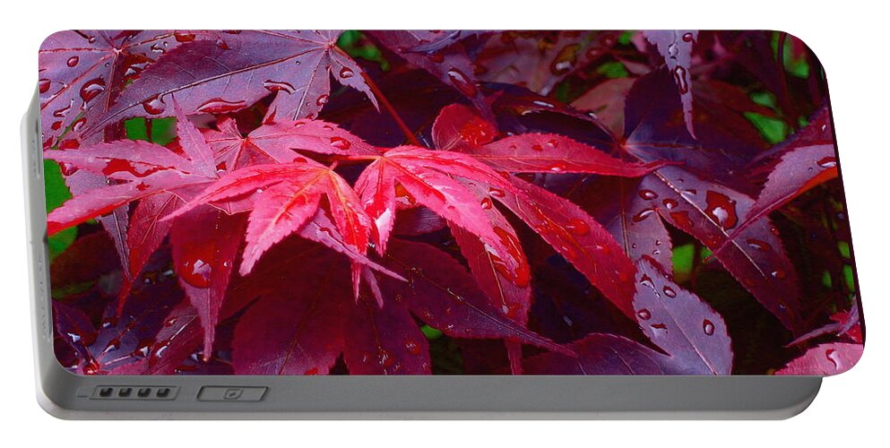 Rain Portable Battery Charger featuring the photograph Red Maple after Rain by Ann Horn