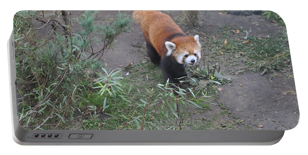 Red Panda Portable Battery Charger featuring the photograph Red Panda 2 by Jim Hogg