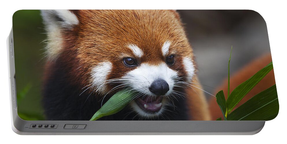 Far East Portable Battery Charger featuring the photograph Red Panda _Ailurus fulgens_ or shining cat, is a small arboreal mammal and the only species of the genus Ailurus_ Guangdong, China by Dave Fleetham