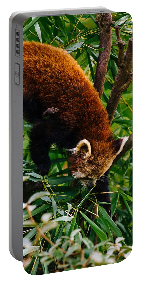 Photography Portable Battery Charger featuring the photograph Red Panda Tree Climb by Pati Photography