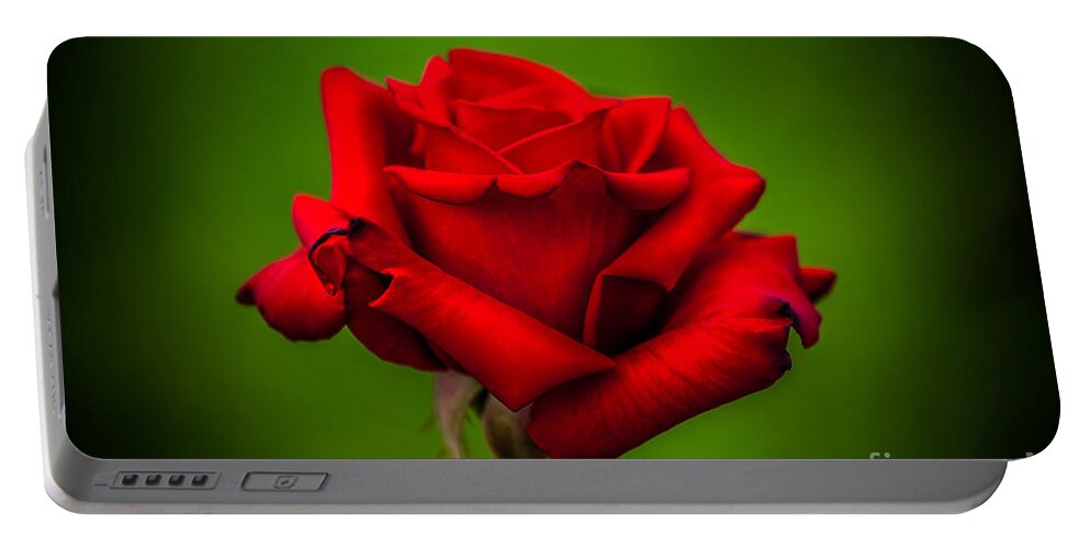 Spring Flowers Portable Battery Charger featuring the photograph Red Rose Green Background by Az Jackson