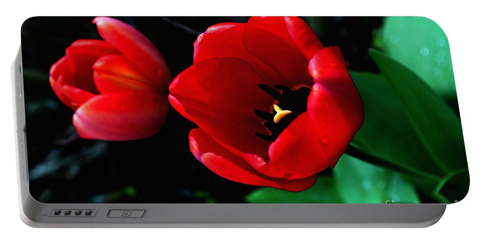 Tulip Portable Battery Charger featuring the photograph Red Spring Tulip by Gwyn Newcombe