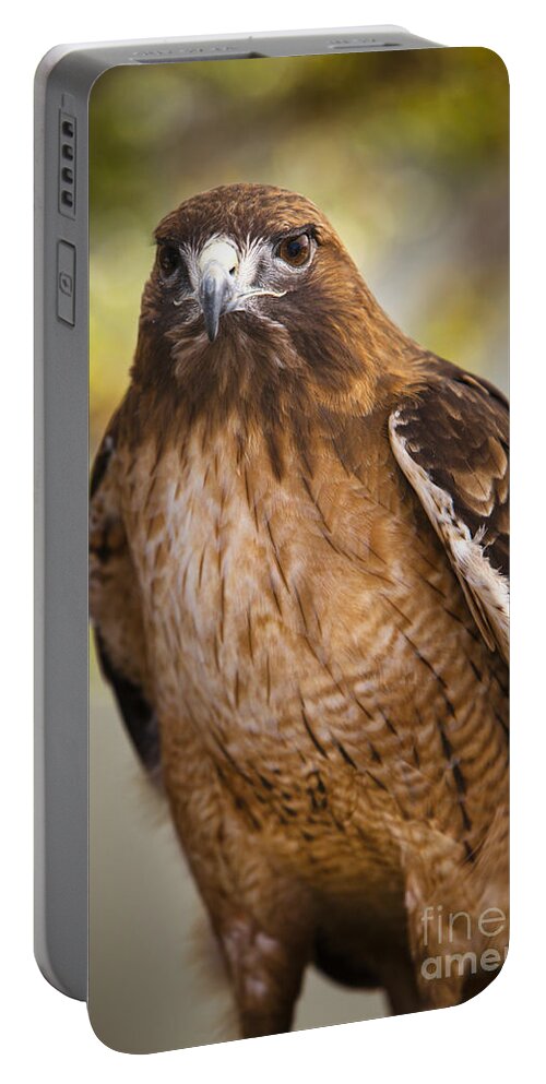 Red Tailed Hawk Portable Battery Charger featuring the photograph Eyes of the raptor by David Millenheft
