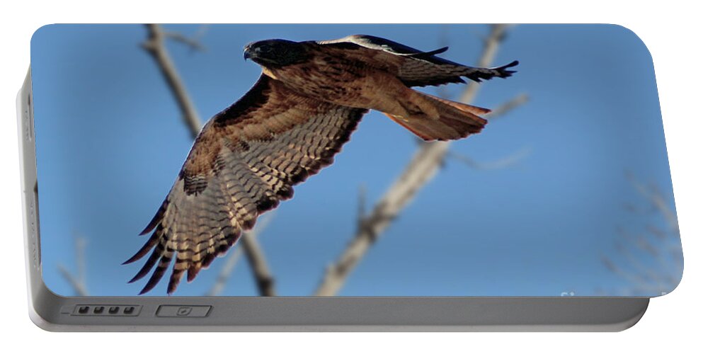 Colorado Portable Battery Charger featuring the photograph Red Tail Hawk II by Bob Hislop