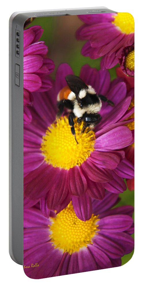 Bumble Bee Portable Battery Charger featuring the photograph Red Tailed Bumble Bee by Christina Rollo