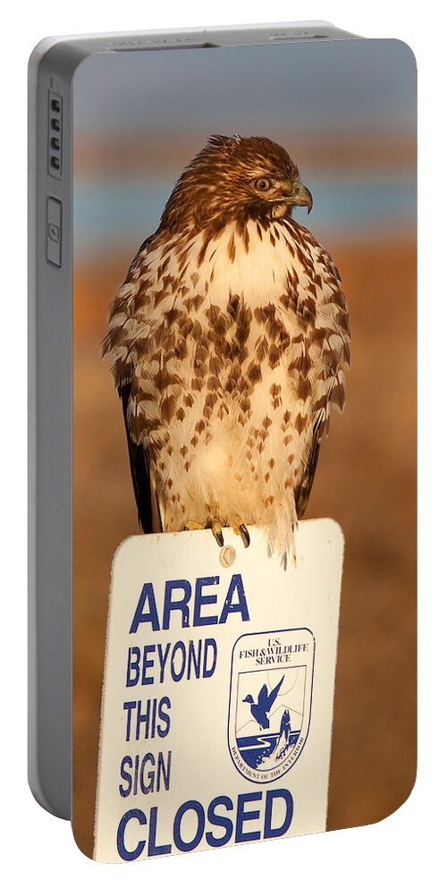 Red-tailed Hawk Portable Battery Charger featuring the photograph Red Tailed Hawk Lower Klamath National Wildlife Refuge Northern California by Ram Vasudev