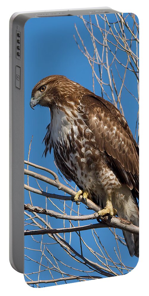 Red-tailed Hawk Portable Battery Charger featuring the photograph Red-tailed hawk watching the ducks by Kathleen Bishop