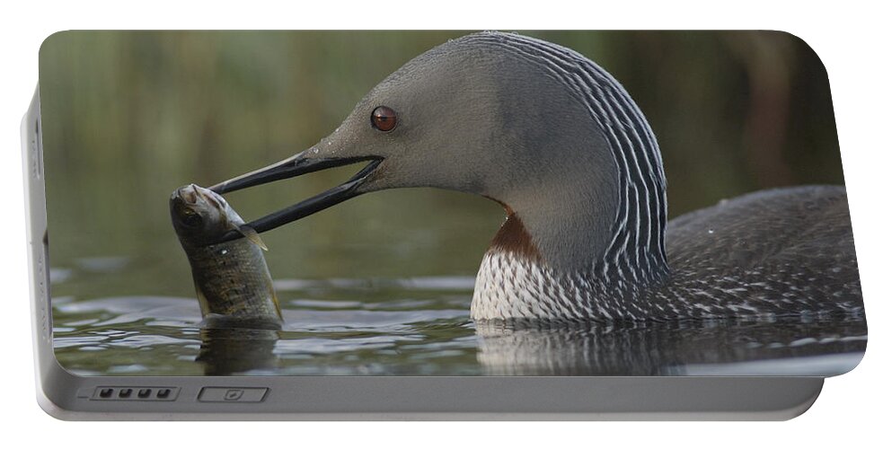 Feb0514 Portable Battery Charger featuring the photograph Red-throated Loon With Fish Alaska by Michael Quinton