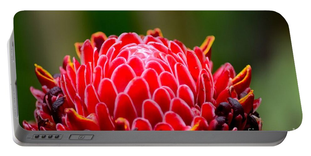 Ginger Portable Battery Charger featuring the photograph Red Torch Ginger Flower head from tropics Singapore by Imran Ahmed