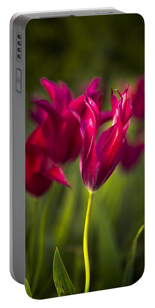 Tulip Portable Battery Charger featuring the photograph Red Tulips by Belinda Greb
