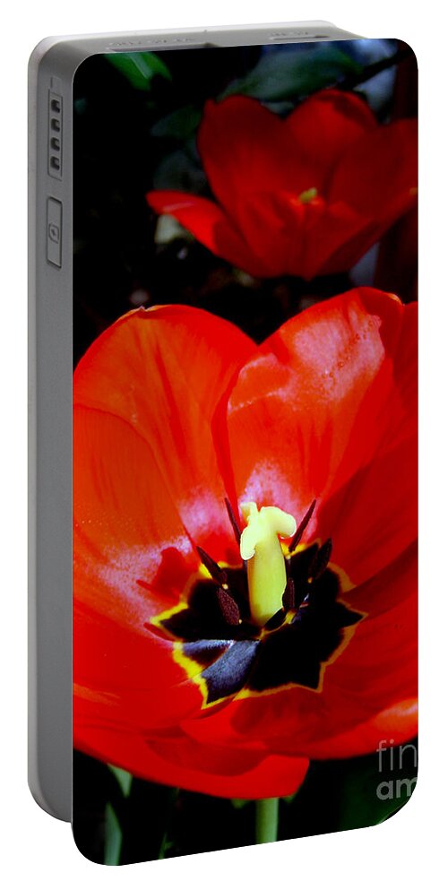 Red Tulip Portable Battery Charger featuring the photograph Red Tulips by Nina Ficur Feenan