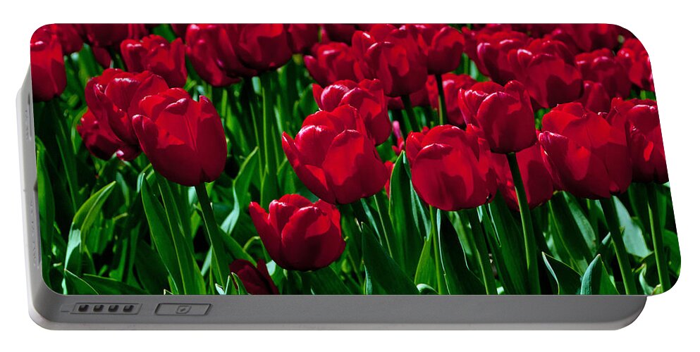 Red Tulips Portable Battery Charger featuring the photograph Red Tulips by Tikvah's Hope
