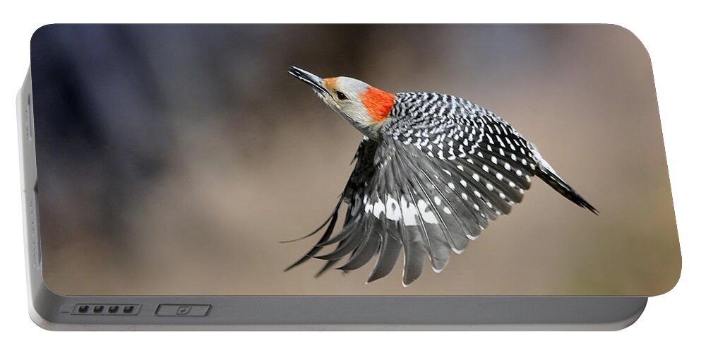 Nature Portable Battery Charger featuring the photograph Redbelly Woodpecker Flight by Nava Thompson