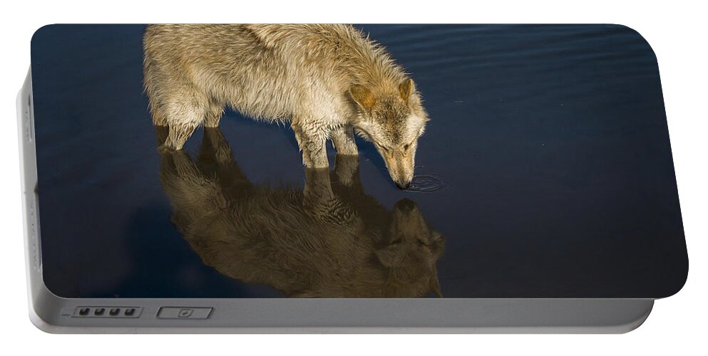 Animal Portable Battery Charger featuring the photograph Reflection by Jack R Perry