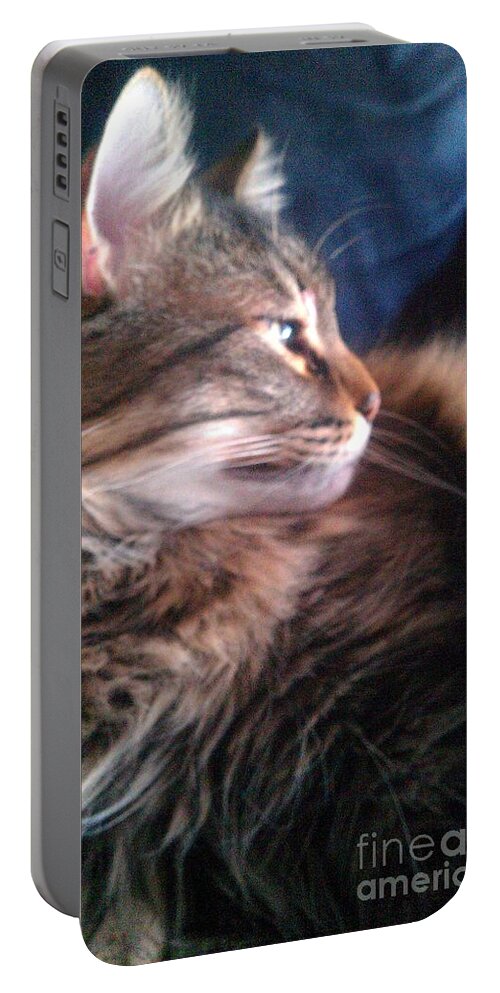 Maine Coon Portable Battery Charger featuring the photograph Remembering Bo by Jacqueline McReynolds