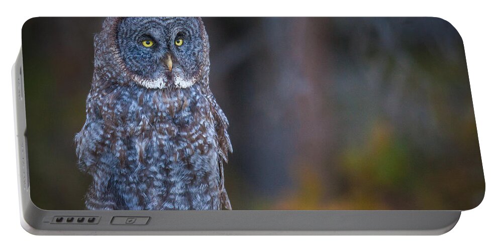 Owl Portable Battery Charger featuring the photograph Resting Ghost by Kevin Dietrich