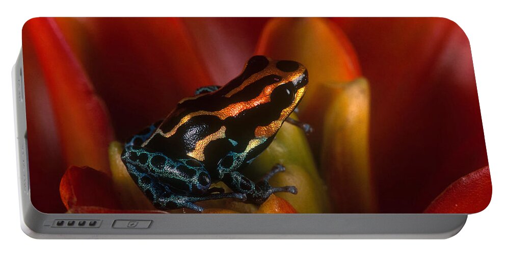 Amazon Portable Battery Charger featuring the photograph Reticulated Poison Frog by Steve Cooper