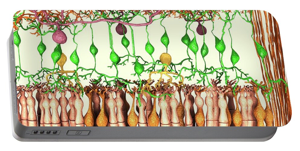 Art Portable Battery Charger featuring the photograph Retina Cell Layers, Artwork by Juan Gaertner