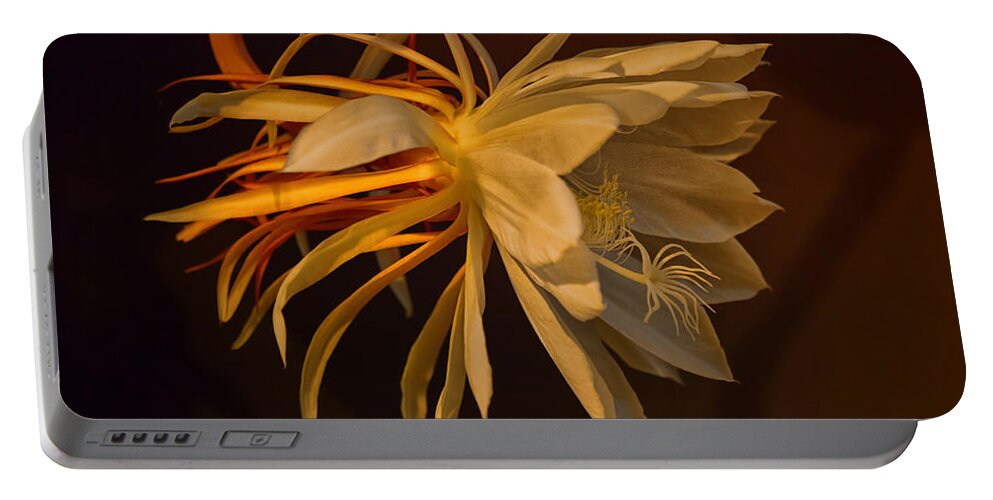 Night Blooming Cereus Portable Battery Charger featuring the photograph Return Of The Night Bloomer by Sue Capuano