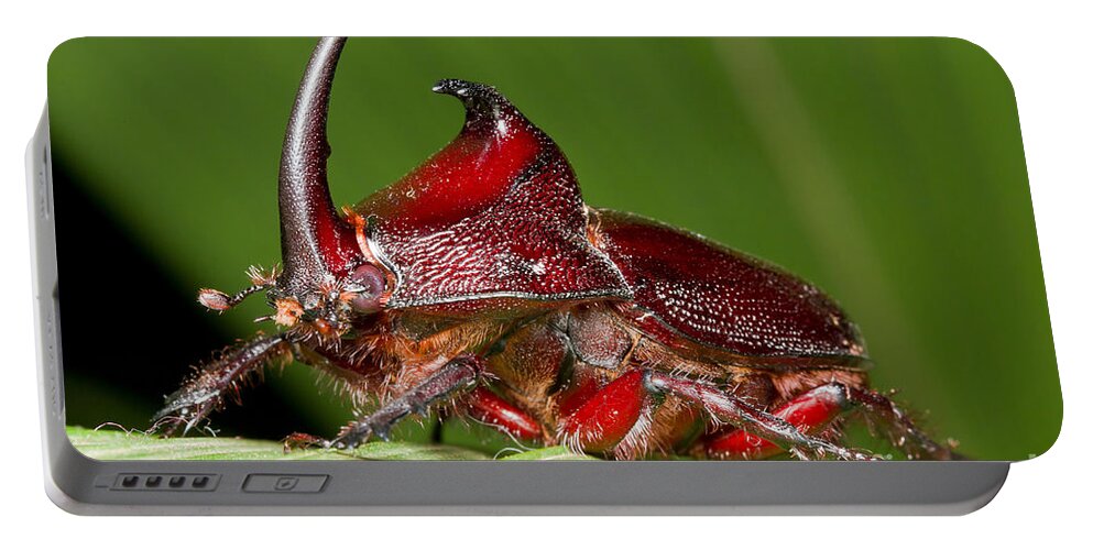 Rhinoceros Beetle Portable Battery Charger featuring the photograph Rhinoceros Beetle by BG Thomson