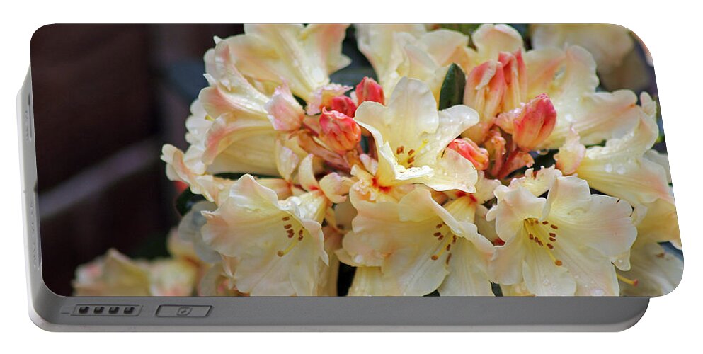 Rhododendron Nancy Evans Portable Battery Charger featuring the photograph Rhododendron Nancy Evans by Tony Murtagh