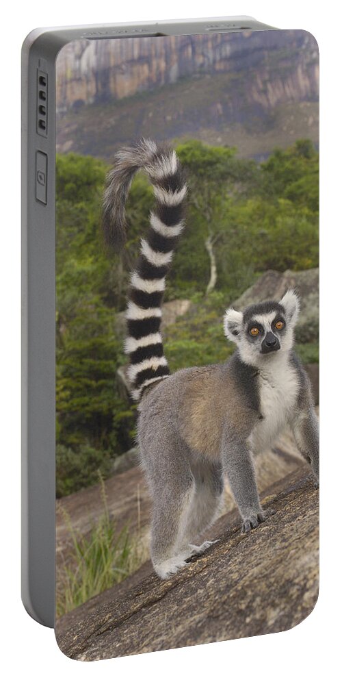 Feb0514 Portable Battery Charger featuring the photograph Ring-tailed Lemur On Rocks Madagascar by Pete Oxford