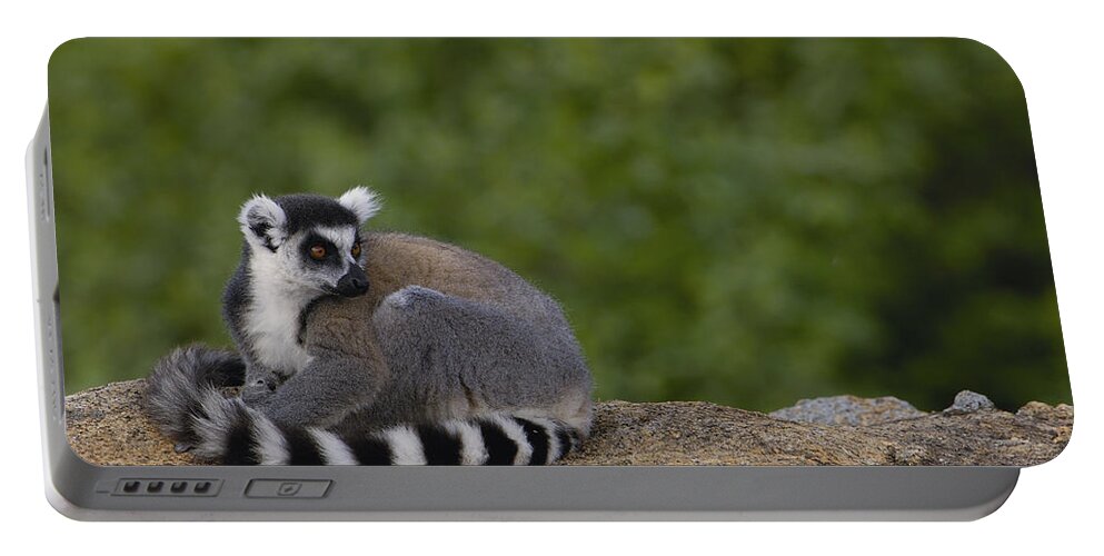 Feb0514 Portable Battery Charger featuring the photograph Ring-tailed Lemur Resting On Rocks by Pete Oxford
