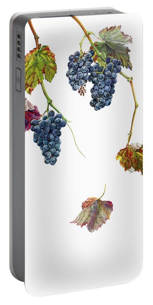 Autumn Portable Battery Charger featuring the photograph Ripe Black Grapes Hanging On Vine by Ikon Ikon Images